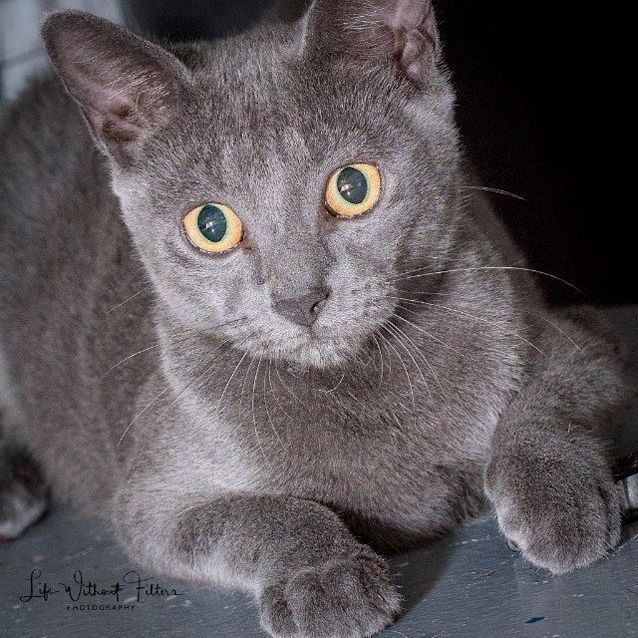 Photo of Diago
