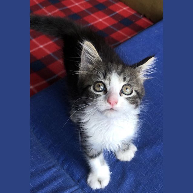 Photo of Frankie 