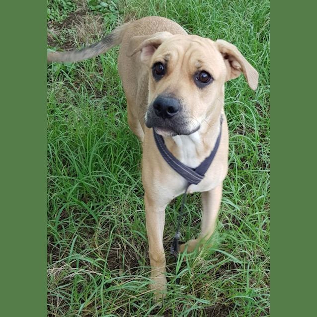 Photo of Bella (Adoption Pending)