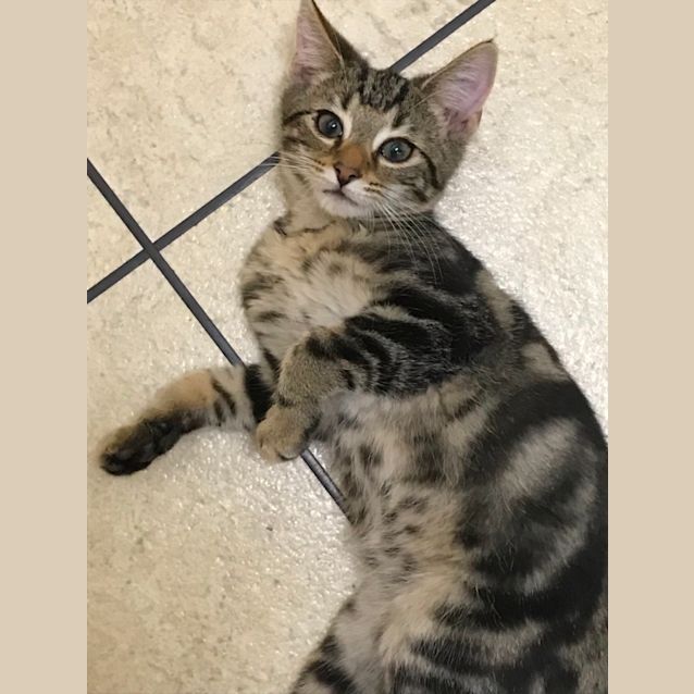 Photo of Ziggy