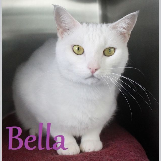 Photo of Bella