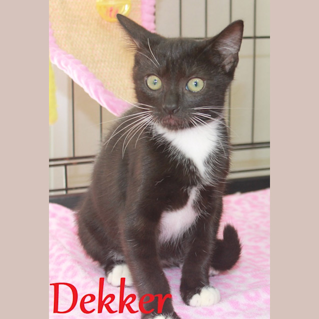 Photo of Dekker