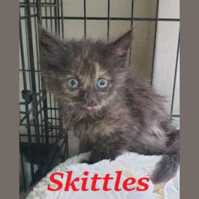 Photo of Skittles