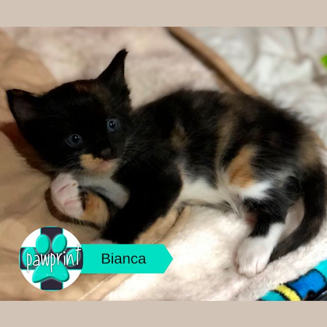 Photo of Bianca