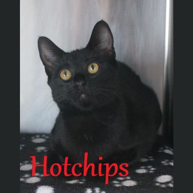 Photo of Hotchips