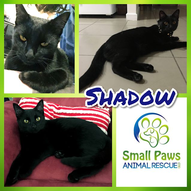 Photo of Shadow
