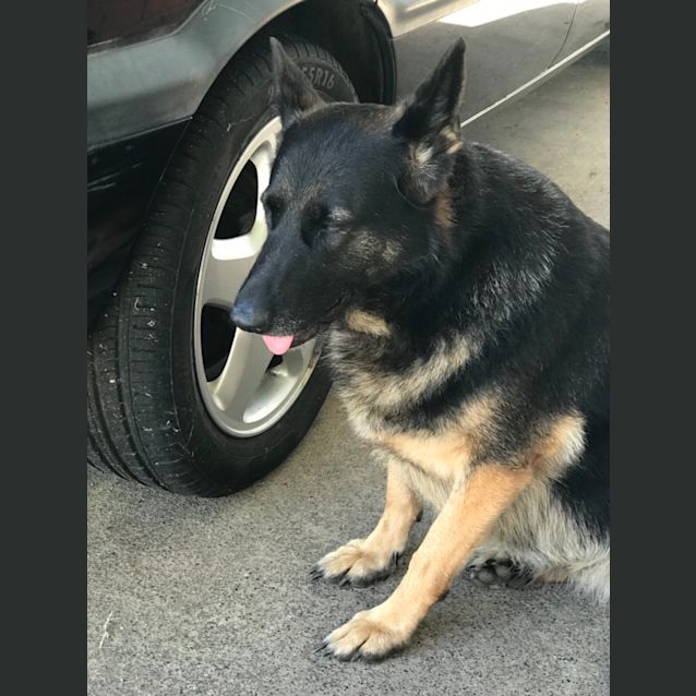 Photo of Anika (Bonded Pair)