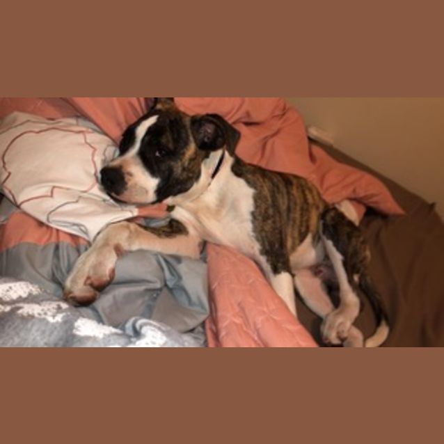 Photo of Braxton
