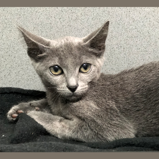 Photo of Dusty
