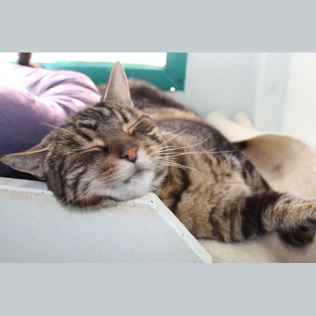 Photo of Tinkerbelle