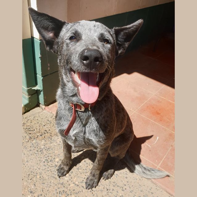 Photo of Blue