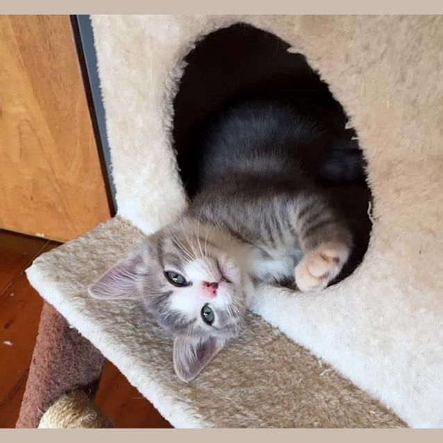 Photo of Drax ^^Dandy Cat Rescue^^