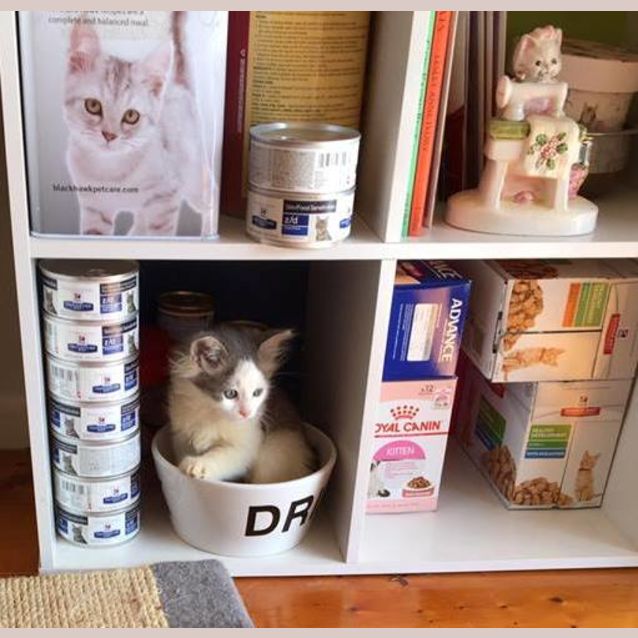 Photo of Groot ^^Dandy Cat Rescue^^