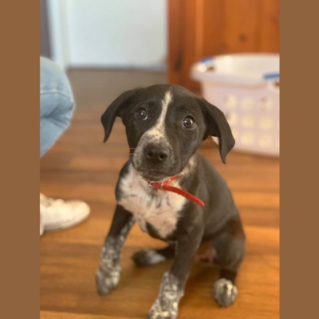 Photo of Khaleesi 💖