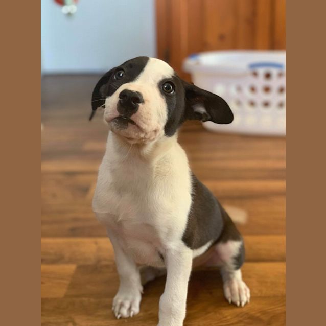 Photo of Hercules 💚