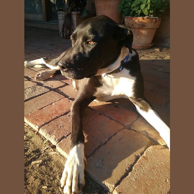 Photo of Delta And Tango