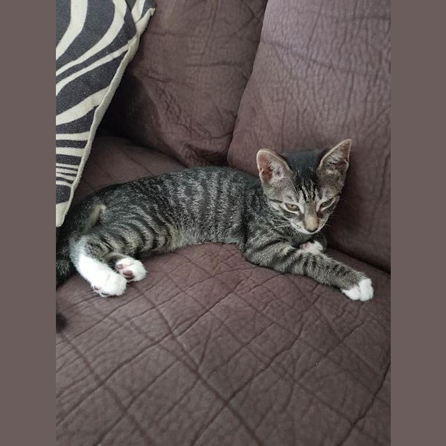 Photo of Brigadier