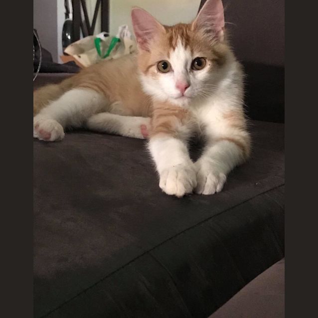 Photo of Oscar 