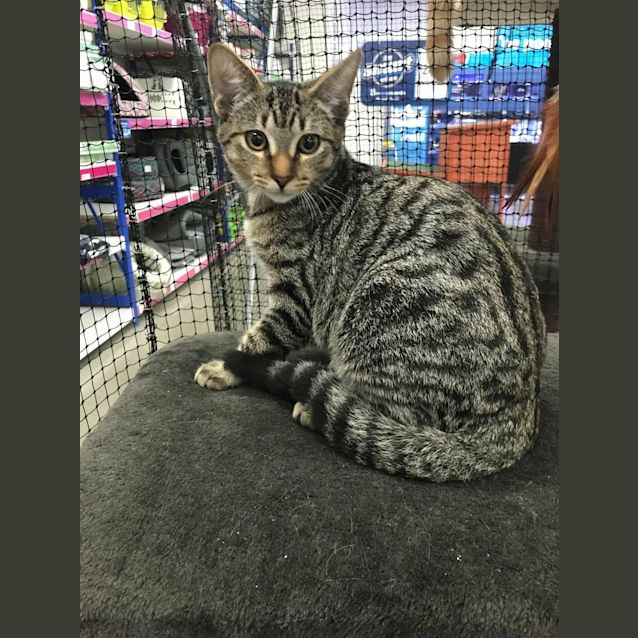 Photo of Louie 