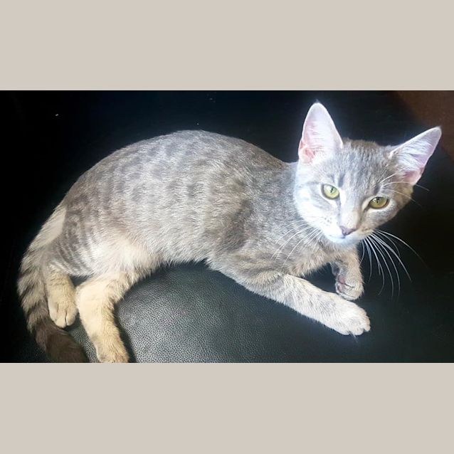 Photo of Asha