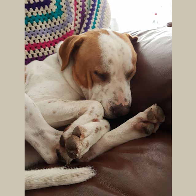 Photo of T Bear .. Fantastic With Other Dogs