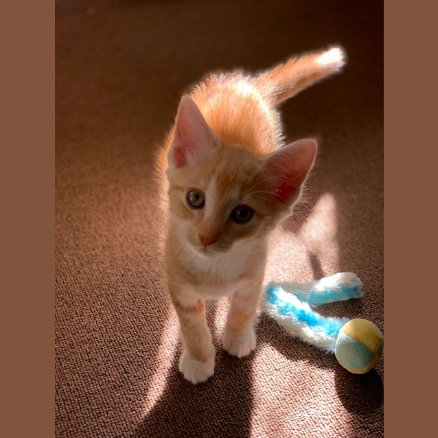 Photo of Rusty 🐅