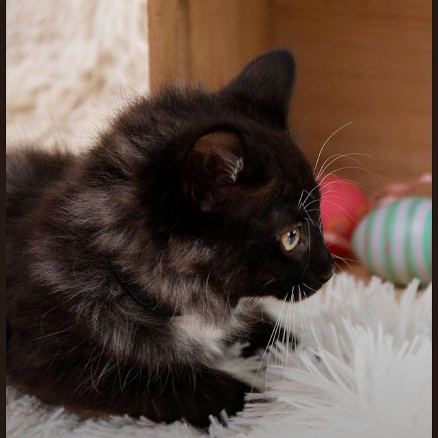 Photo of Mellow Puff **2nd Chance Cat Rescue**