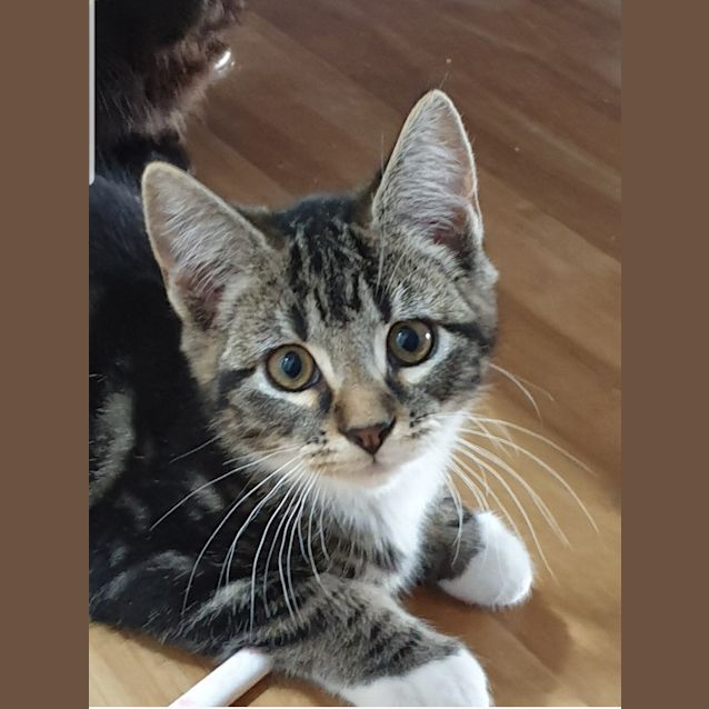 Photo of Tango