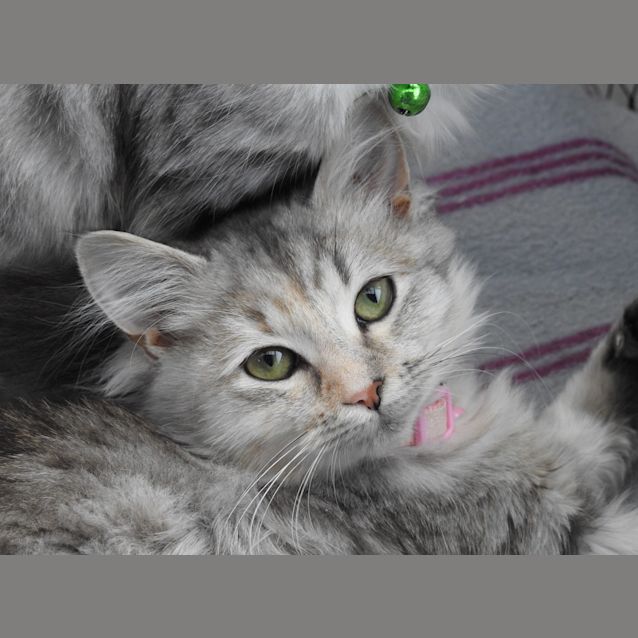 Photo of Miyuki