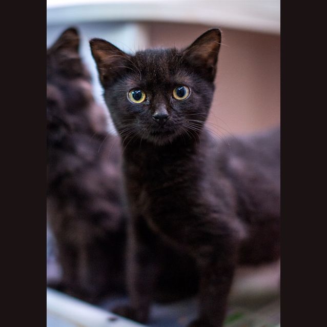 Photo of Raven