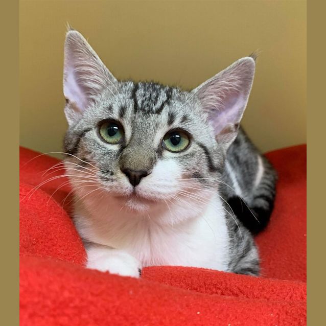 Photo of Winston