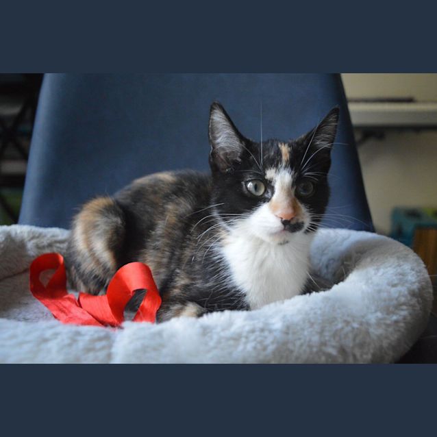 Photo of Dahlia 