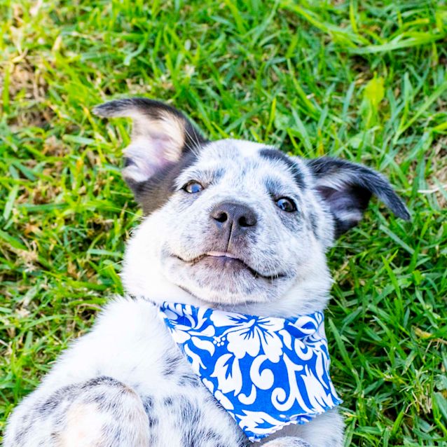 Photo of Coby ~ Cattle Dog (On Trial 18/5/19)