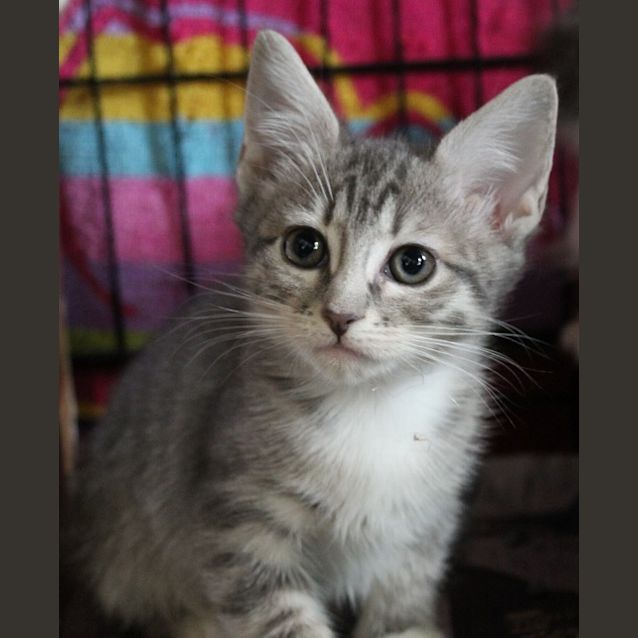 Photo of Snuggle Bug