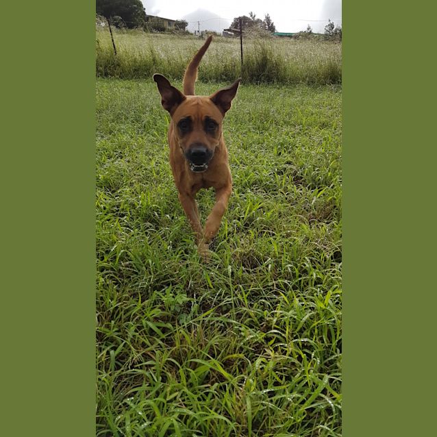 Photo of Gingermeggs