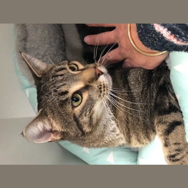 Photo of Milo