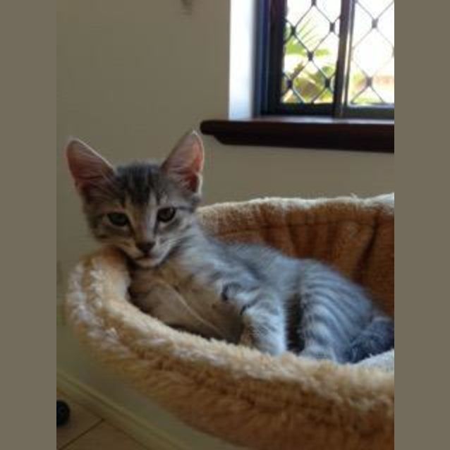 Photo of Flossy