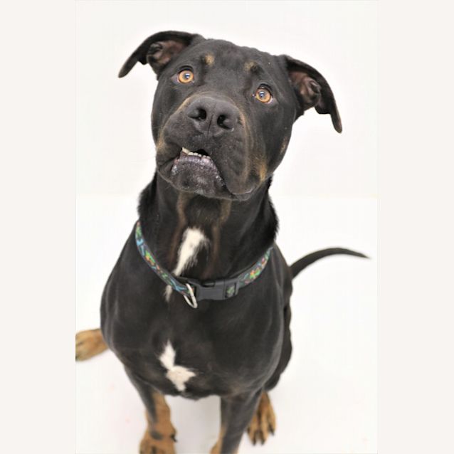 Photo of Bullet