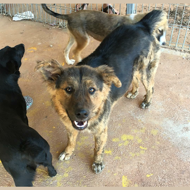 Photo of **On Trial**Bear  