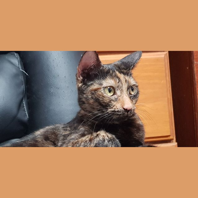 Photo of Kitkat