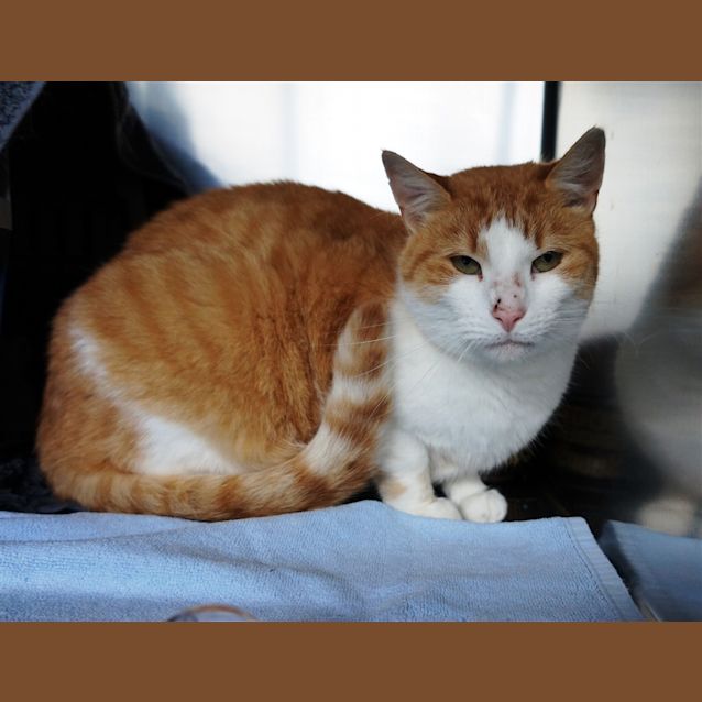 Photo of Squeak