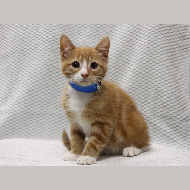 Photo of Mr Gingy (1096)