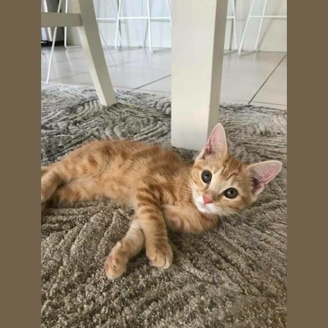Photo of Peaches