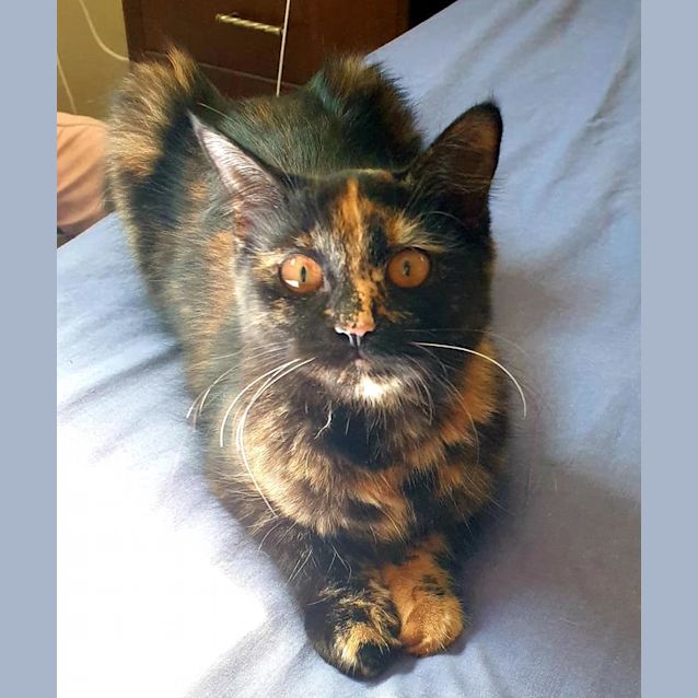 Photo of Mocha