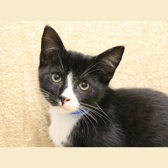 Photo of Reggie (1164)