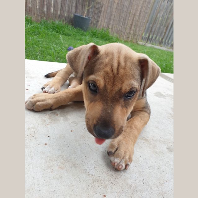 Photo of Brax