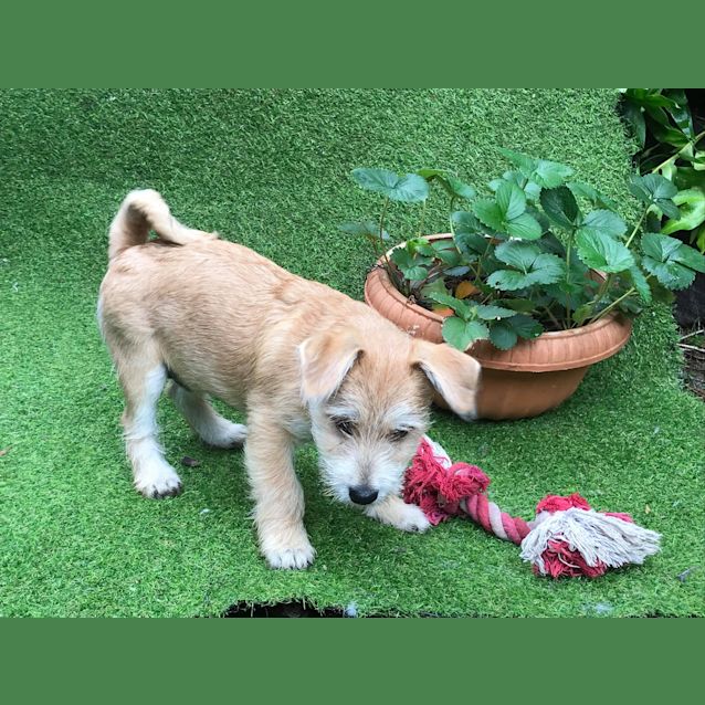 Photo of Koda 