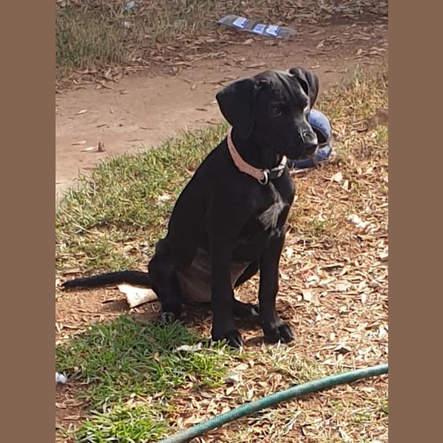 Photo of Rosie 