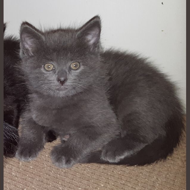 Photo of Bear