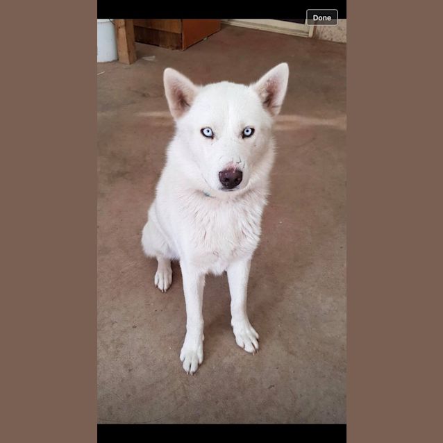 Photo of Bolt